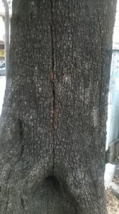 albero cantore