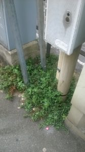 erbacce 2